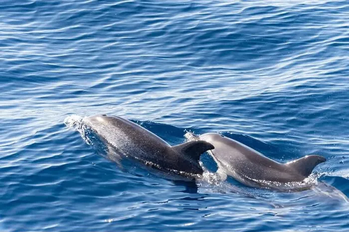 Framed Print : Watching flock of dolfins and whales from touristic boat in deep Atlantic ocean Framed Print : Watching flock of dolfins and whales from touristic boat in deep Atlantic ocean