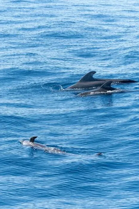 Framed Print : Watching flock of dolfins and whales from touristic boat in deep Atlantic ocean Framed Print : Watching flock of dolfins and whales from touristic boat in deep Atlantic ocean