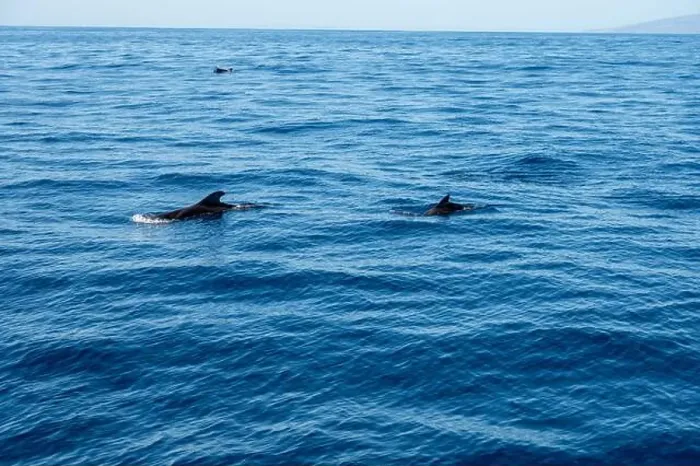 Framed Print : Watching flock of dolfins and whales from touristic boat in deep Atlantic ocean Framed Print : Watching flock of dolfins and whales from touristic boat in deep Atlantic ocean