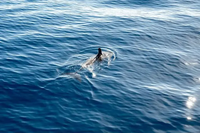 Framed Print : Watching flock of dolfins and whales from touristic boat in deep Atlantic ocean Framed Print : Watching flock of dolfins and whales from touristic boat in deep Atlantic ocean