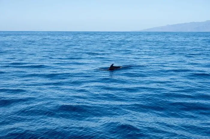 Framed Print : Watching flock of dolfins and whales from touristic boat in deep Atlantic ocean Framed Print : Watching flock of dolfins and whales from touristic boat in deep Atlantic ocean