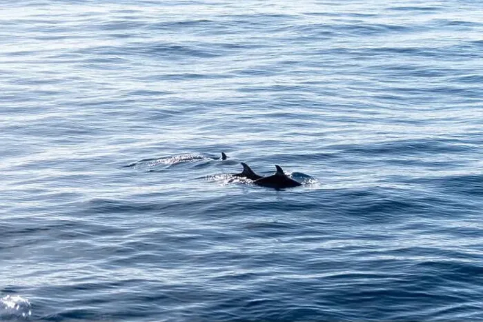 Framed Print : Watching flock of dolfins and whales from touristic boat in deep Atlantic ocean Framed Print : Watching flock of dolfins and whales from touristic boat in deep Atlantic ocean