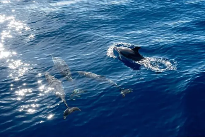 Framed Print : Watching flock of dolfins and whales from touristic boat in deep Atlantic ocean Framed Print : Watching flock of dolfins and whales from touristic boat in deep Atlantic ocean