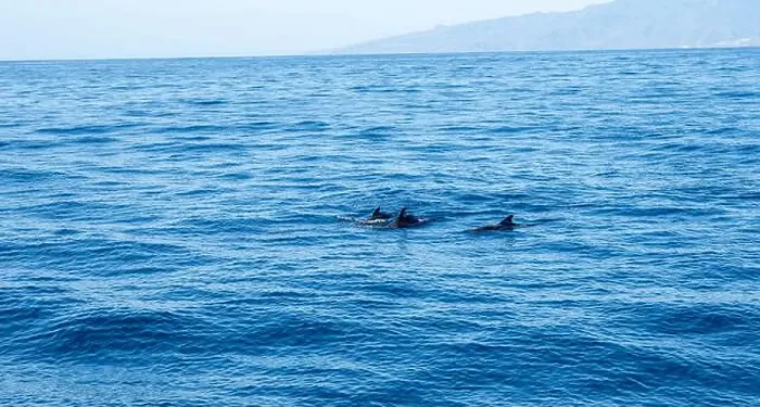 Framed Print : Watching flock of dolfins and whales from touristic boat in deep Atlantic ocean Framed Print : Watching flock of dolfins and whales from touristic boat in deep Atlantic ocean