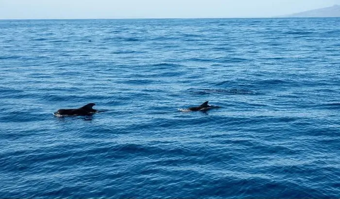 Framed Print : Watching flock of dolfins and whales from touristic boat in deep Atlantic ocean Framed Print : Watching flock of dolfins and whales from touristic boat in deep Atlantic ocean