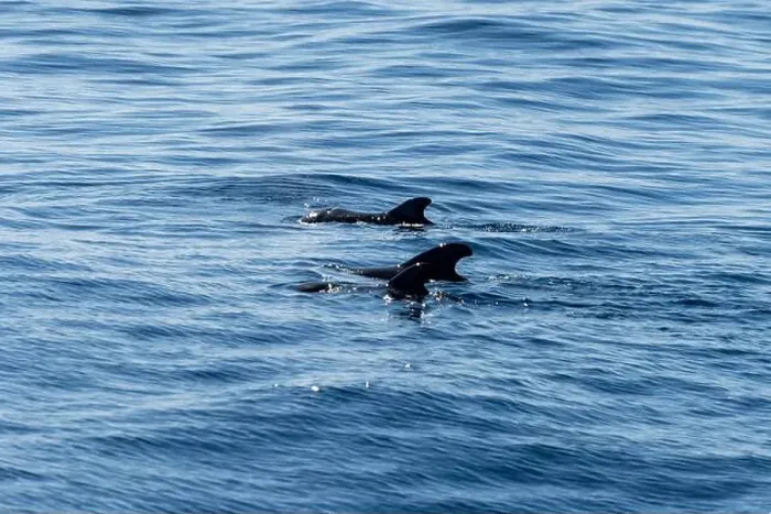 Framed Print : Watching flock of dolfins and whales from touristic boat in deep Atlantic ocean Framed Print : Watching flock of dolfins and whales from touristic boat in deep Atlantic ocean