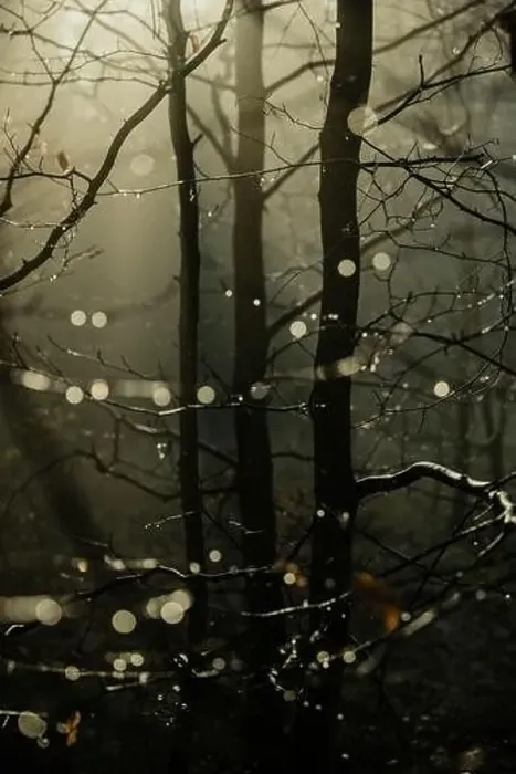 Framed Print : Water drops on the branches of small trees against the light of rising sun with the mist in background Framed Print : Water drops on the branches of small trees against the light of rising sun with the mist in background