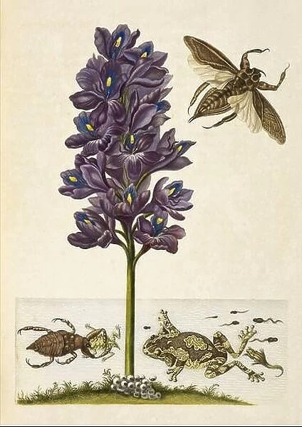 Water Hyacinth, Water Bugs, and Tree Frogs, 1705