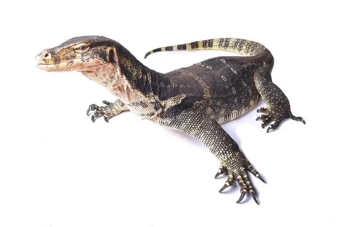 Framed Print : The water monitor (Varanus salvator) is a large lizard native to South and Southeast Asia Framed Print : The water monitor (Varanus salvator) is a large lizard native to South and Southeast Asia