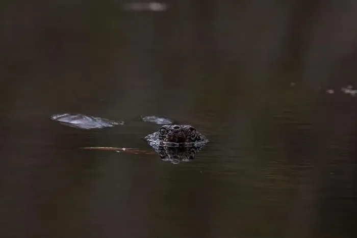 Framed Print : Water turtle swimming with prey in the water Framed Print : Water turtle swimming with prey in the water