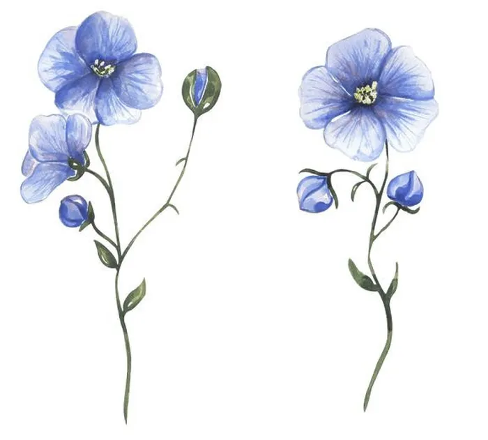 Framed Print : Watercolor blue flax wildflower illustration set, flax meadow floral clipart, medical flower Framed Print : Watercolor blue flax wildflower illustration set, flax meadow floral clipart, medical flower