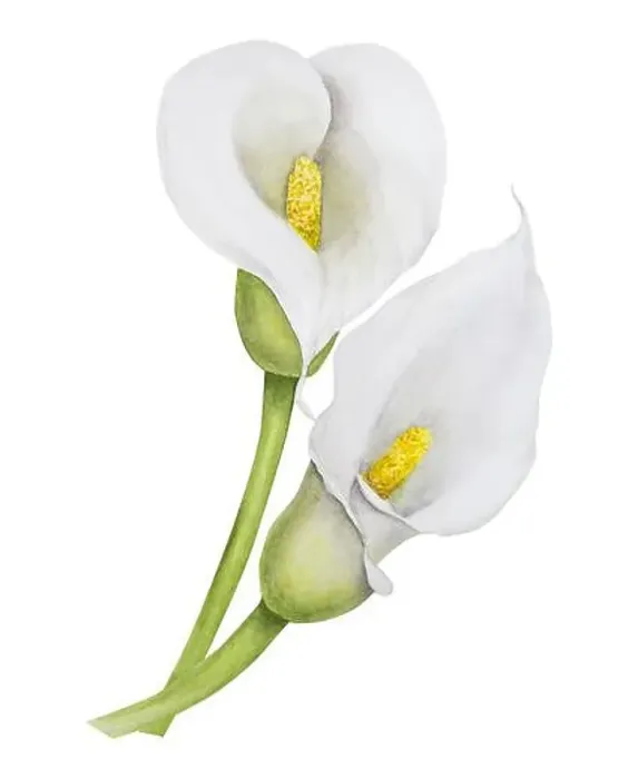 Framed Print : Watercolor clipart of white calla lily flowers Framed Print : Watercolor clipart of white calla lily flowers