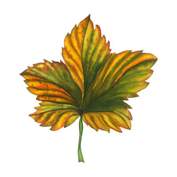 Framed Print : Watercolor hand drawn cloudberry leave Framed Print : Watercolor hand drawn cloudberry leave