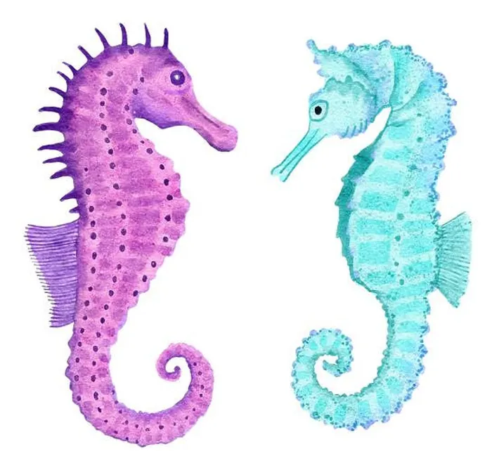 Framed Print : Watercolor illustration of seahorse in blue turquoise purple colors Framed Print : Watercolor illustration of seahorse in blue turquoise purple colors