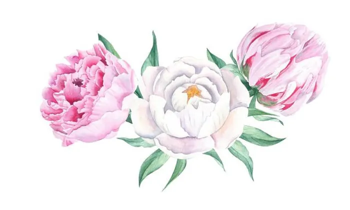 Framed Print : Watercolor peonies bouquet isolated on white background Framed Print : Watercolor peonies bouquet isolated on white background