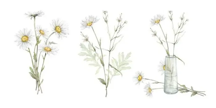 Framed Print : Watercolor set of bouquets with flowers daisy Framed Print : Watercolor set of bouquets with flowers daisy
