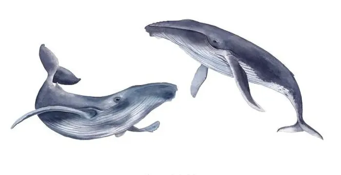 Framed Print : Watercolor whales. Hand drawn illustration, isolated on a white background Framed Print : Watercolor whales. Hand drawn illustration, isolated on a white background