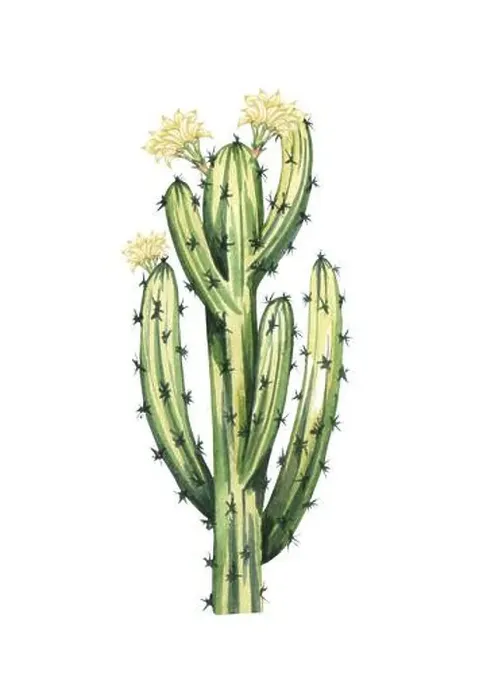 Framed Print : Watrcolor hand drawn realistic cactus illustration. Botanical blooming Armatocereus oligogonus isolated on white
