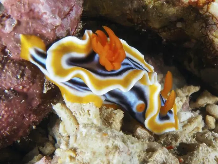 Framed Print : Wavelike star snail (Chromodoris magnifica) with orange-coloured stripes Framed Print : Wavelike star snail (Chromodoris magnifica) with orange-coloured stripes
