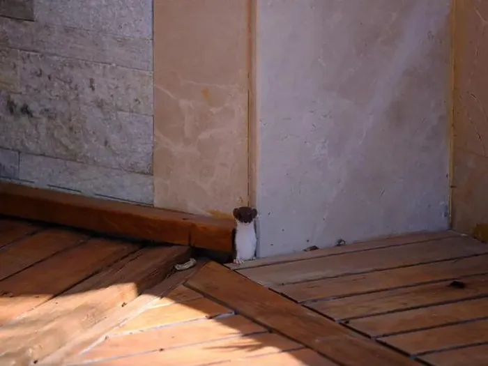 Framed Print : Weasel hiding in wooden floor in a hole outdoor in a sunny day