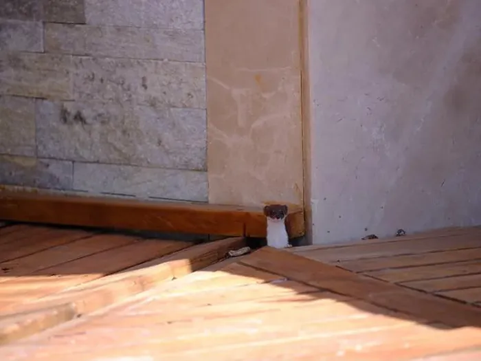 Framed Print : Weasel hiding in wooden floor in a hole outdoor in a sunny day Framed Print : Weasel hiding in wooden floor in a hole outdoor in a sunny day