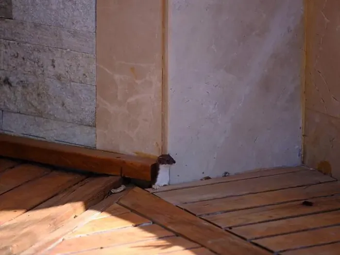 Framed Print : Weasel hiding in wooden floor in a hole outdoor in a sunny day Framed Print : Weasel hiding in wooden floor in a hole outdoor in a sunny day