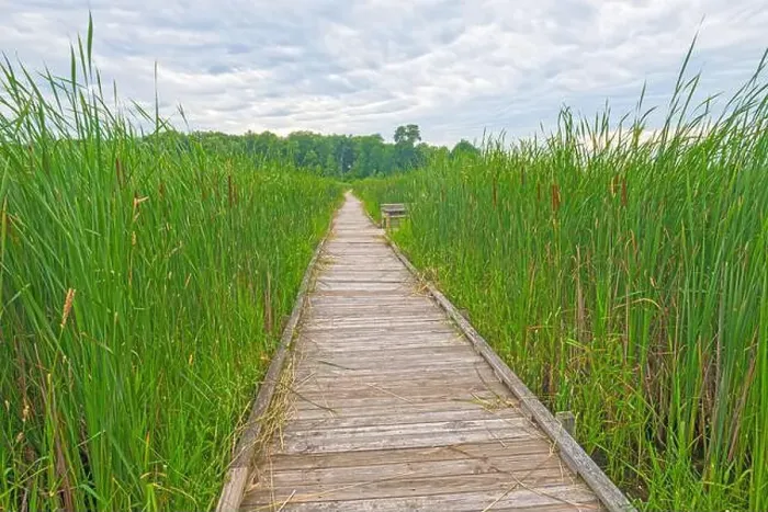 Framed Print : Weathered Boardwalk Through Marsh Grasses in the Horicon Marsh in Wisconsin