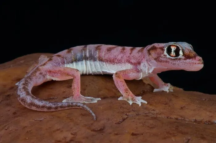 Framed Print : Web-footed gecko / Pachydactylus rangei Framed Print : Web-footed gecko / Pachydactylus rangei