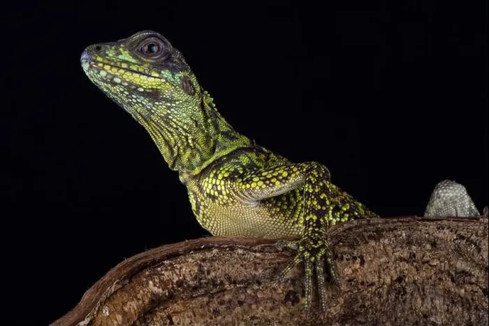 Framed Print : Weber's sailfin lizard (Hydrosaurus weberi) Framed Print : Weber's sailfin lizard (Hydrosaurus weberi)