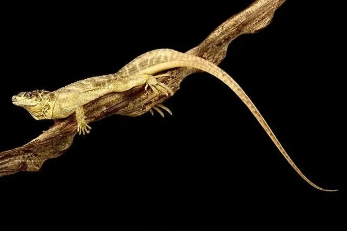 Framed Print : Weber's Sailfin Lizard (Hydrosaurus weberi) Framed Print : Weber's Sailfin Lizard (Hydrosaurus weberi)