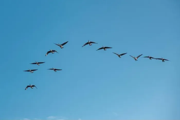 Framed Print : A wedge of twelve Canada Geese in flight against a blue sky in Bedford, England Framed Print : A wedge of twelve Canada Geese in flight against a blue sky in Bedford, England