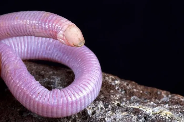 Framed Print : The Wedgesnouted worm lizard, Monopeltis decosteri, is a strange fossorial reptile species found in Southern Africa Framed Print : The Wedgesnouted worm lizard, Monopeltis decosteri, is a strange fossorial reptile species found in Southern Africa