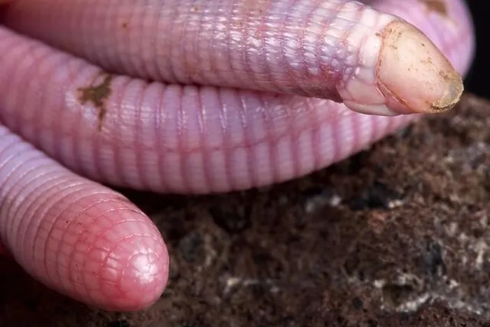 Framed Print : The Wedgesnouted Worm Lizard (Monopeltis decosteri) is a unique Framed Print : The Wedgesnouted Worm Lizard (Monopeltis decosteri) is a unique