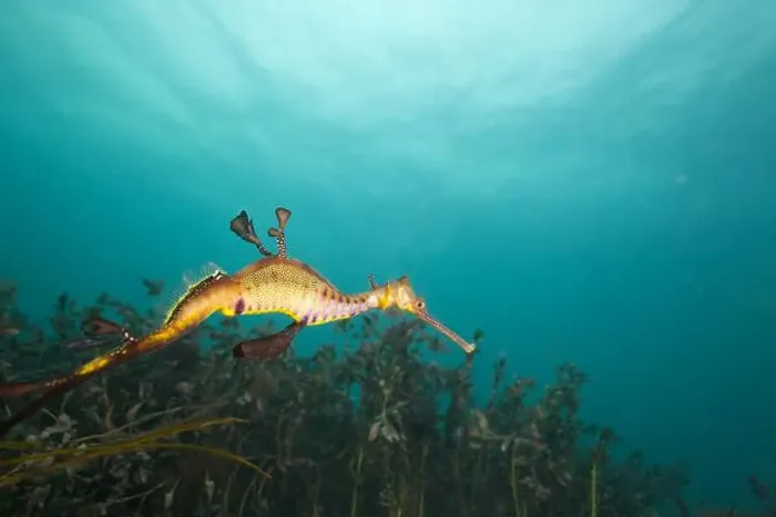 Framed Print : Weedy Sea dragon at Finders Pier Framed Print : Weedy Sea dragon at Finders Pier