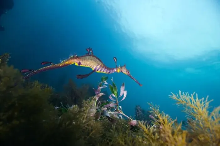 Framed Print : Weedy Sea dragon at Finders Pier Framed Print : Weedy Sea dragon at Finders Pier