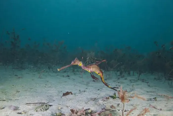 Framed Print : Weedy Sea dragon at Finders Pier Framed Print : Weedy Sea dragon at Finders Pier