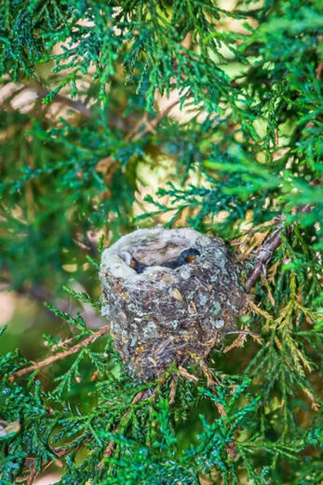Framed Print : One week old Broadtailed hummingbirds sleeping in their nest in Rocky Mountain Juniper tree Framed Print : One week old Broadtailed hummingbirds sleeping in their nest in Rocky Mountain Juniper tree