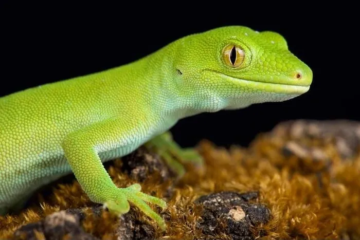 Framed Print : The Wellington green gecko (Naultinus punctatus) Framed Print : The Wellington green gecko (Naultinus punctatus)