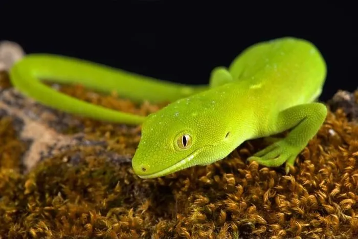 Framed Print : The Wellington green gecko (Naultinus punctatus) Framed Print : The Wellington green gecko (Naultinus punctatus)