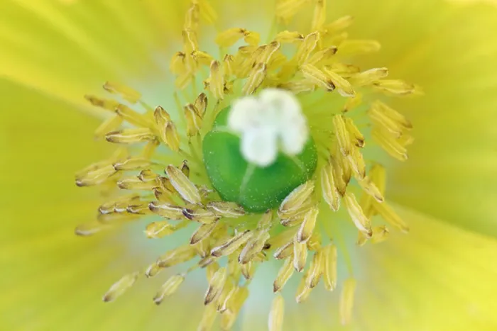Framed Print : Welsh Poppy - Meconopsis cambrica Framed Print : Welsh Poppy - Meconopsis cambrica