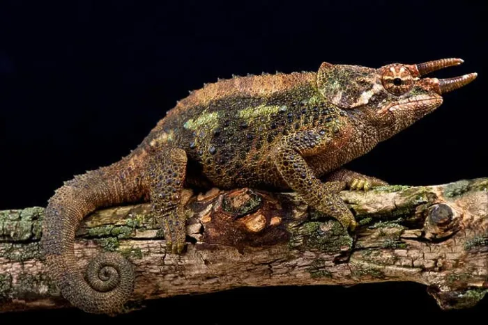 Framed Print : Werners chameleon (Trioceros werneri) Framed Print : Werners chameleon (Trioceros werneri)