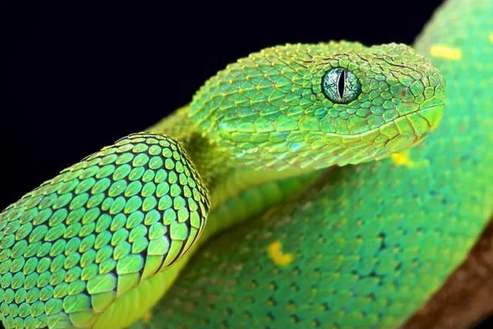 Framed Print : West African bush viper (Atheris chlorechis) Framed Print : West African bush viper (Atheris chlorechis)