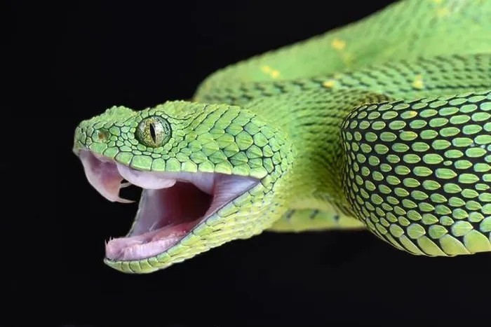 Framed Print : West African bush viper (Atheris chlorechis) Framed Print : West African bush viper (Atheris chlorechis)