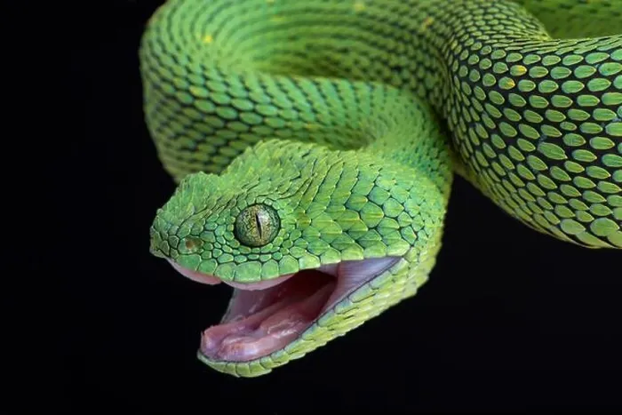 Framed Print : West African bush viper (Atheris chlorechis) Framed Print : West African bush viper (Atheris chlorechis)