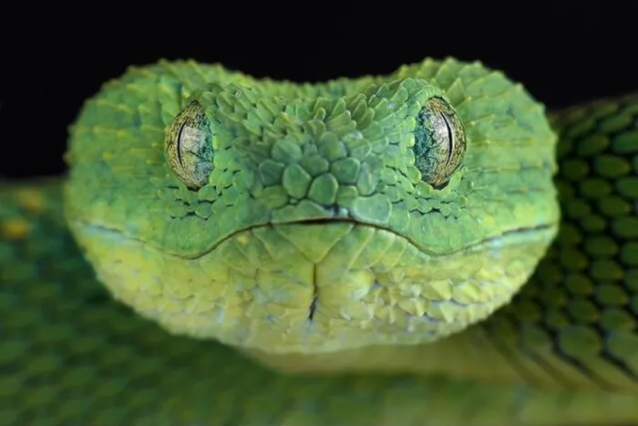 Framed Print : West African bush viper (Atheris chlorechis) Framed Print : West African bush viper (Atheris chlorechis)