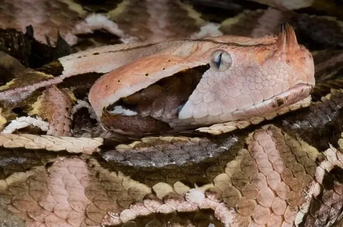 Framed Print : West African Gaboon viper (Bitis rhinoceros) Framed Print : West African Gaboon viper (Bitis rhinoceros)