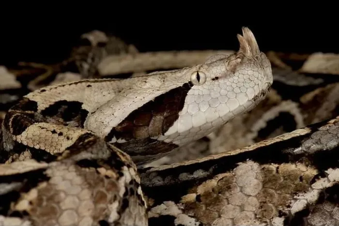 Framed Print : West African Gaboon viper (Bitis rhinoceros) Framed Print : West African Gaboon viper (Bitis rhinoceros)