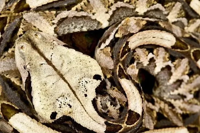 Framed Print : West African Gaboon Viper (Bitis rhinoceros) Framed Print : West African Gaboon Viper (Bitis rhinoceros)
