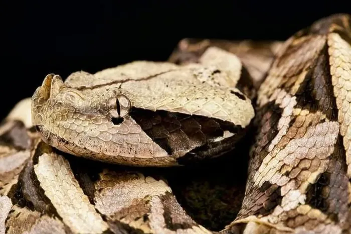 Framed Print : West African Gaboon Viper (Bitis rhinoceros) Framed Print : West African Gaboon Viper (Bitis rhinoceros)