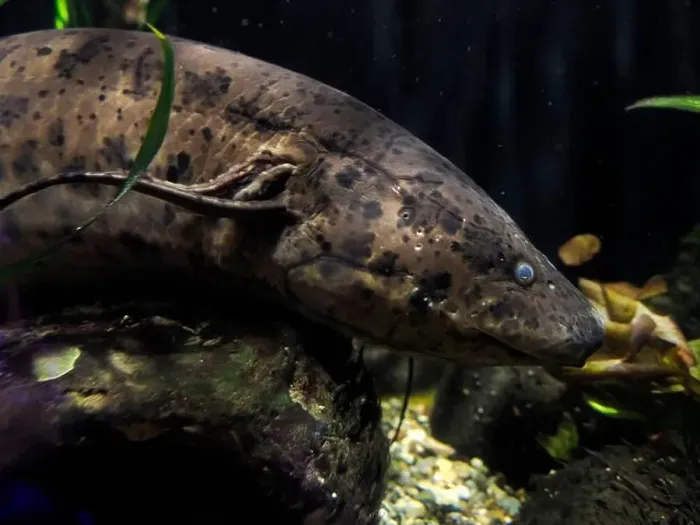 Framed Print : A West african lungfish Protopterus annectens underwater portrait Framed Print : A West african lungfish Protopterus annectens underwater portrait